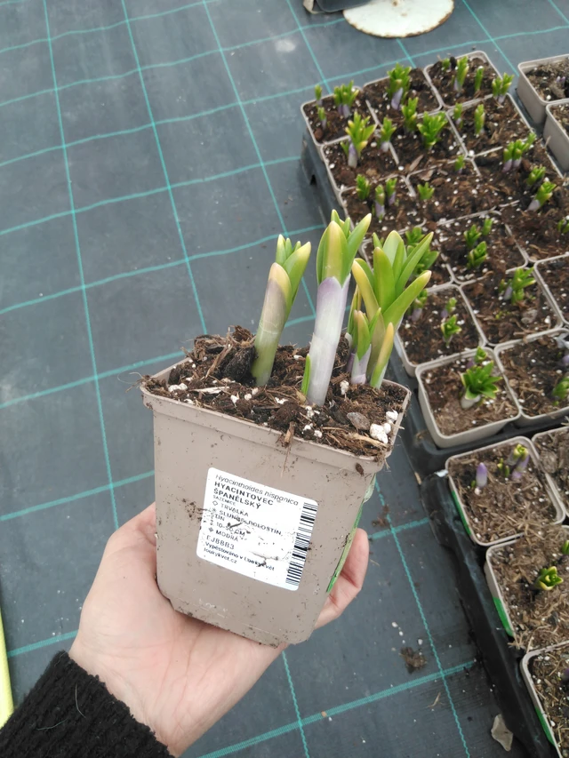 Campanilla española - 9. 4. 2025