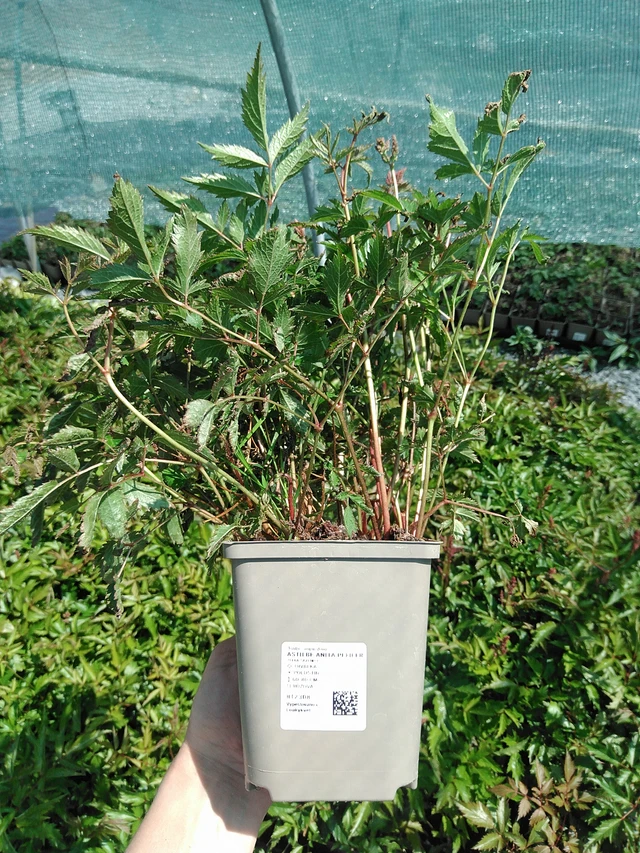 Astilbe Anita Pfeifer - 13. 5. 2025