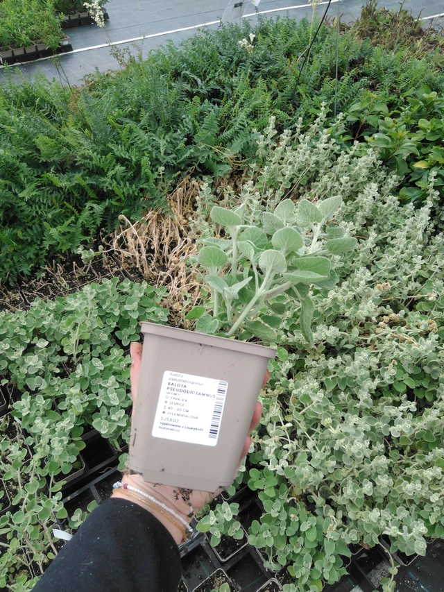 Balota Pseudodictamnus - 2024