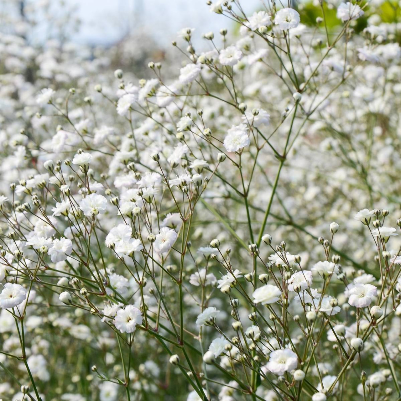 Šater Schneeflocke (Snowflake), Loukykvět