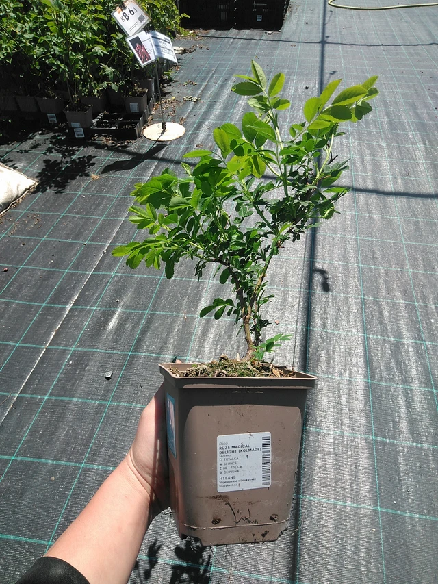 Rose Magical Delight (Kolmade) - 13. 5. 2025