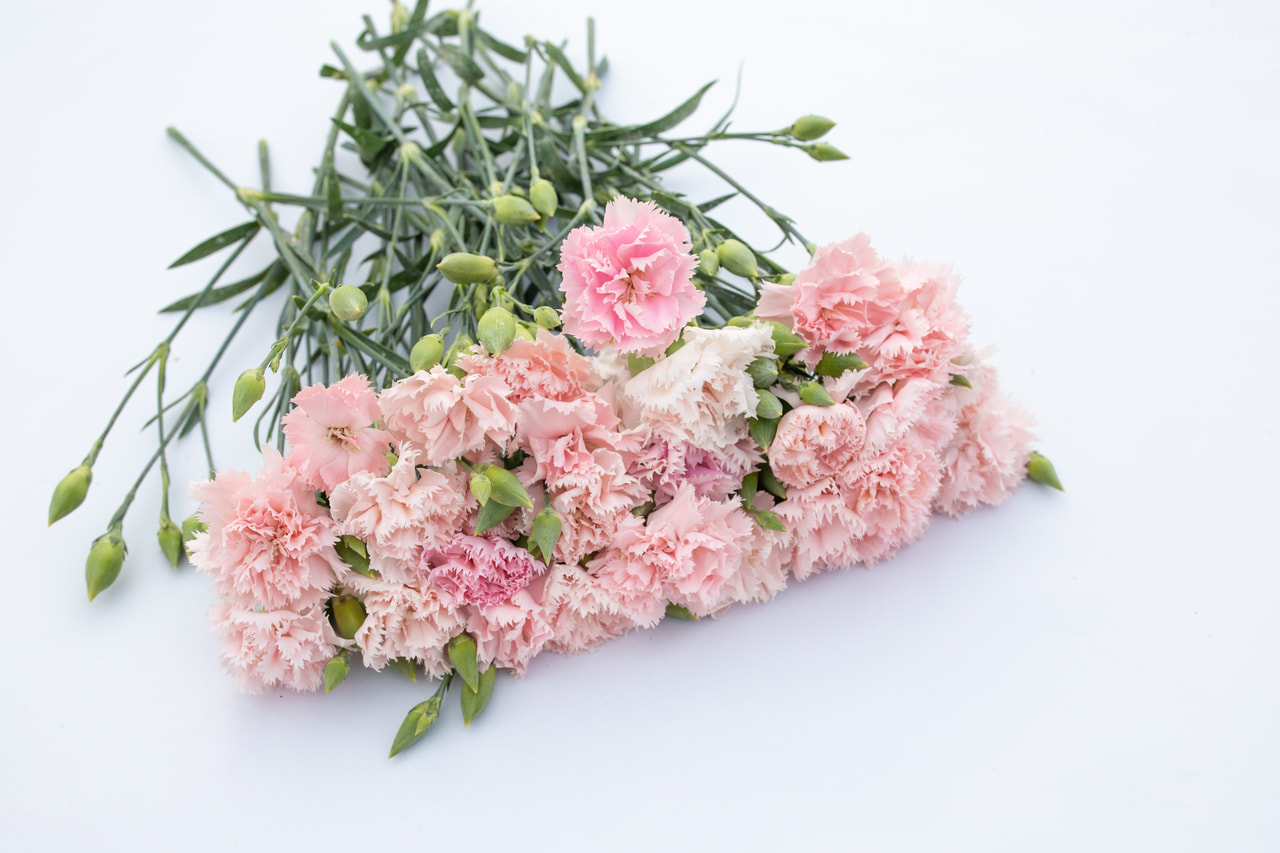 Karafiát Chabaud La France, Loukykvět