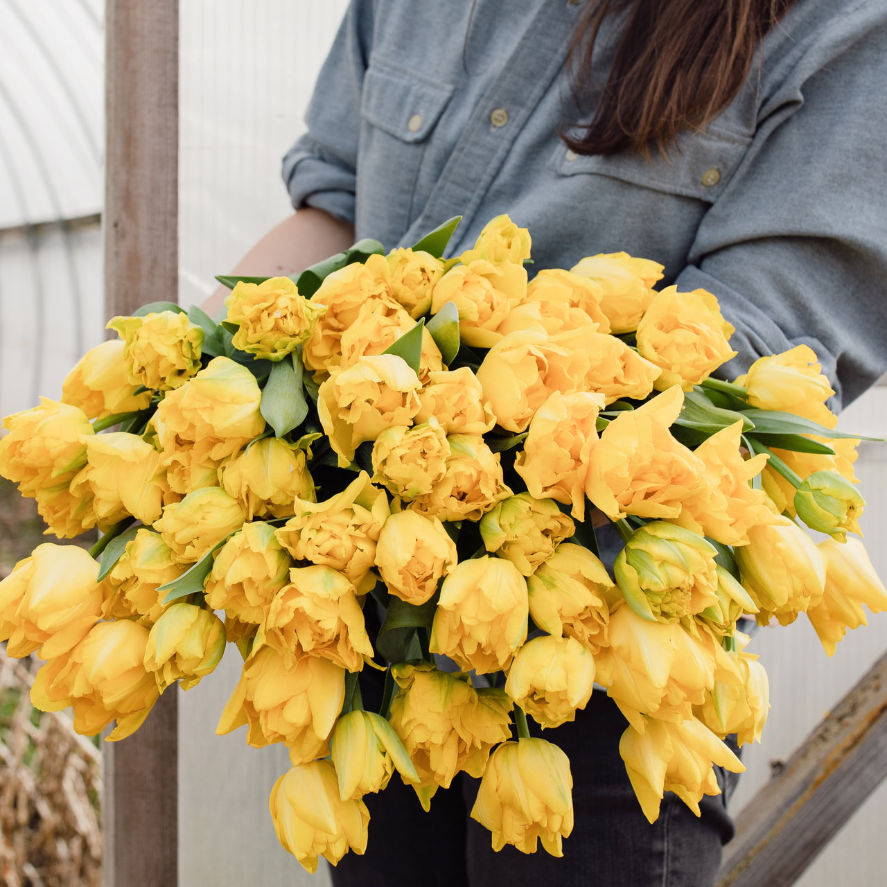 Tulipán Marie Jo, Loukykvět