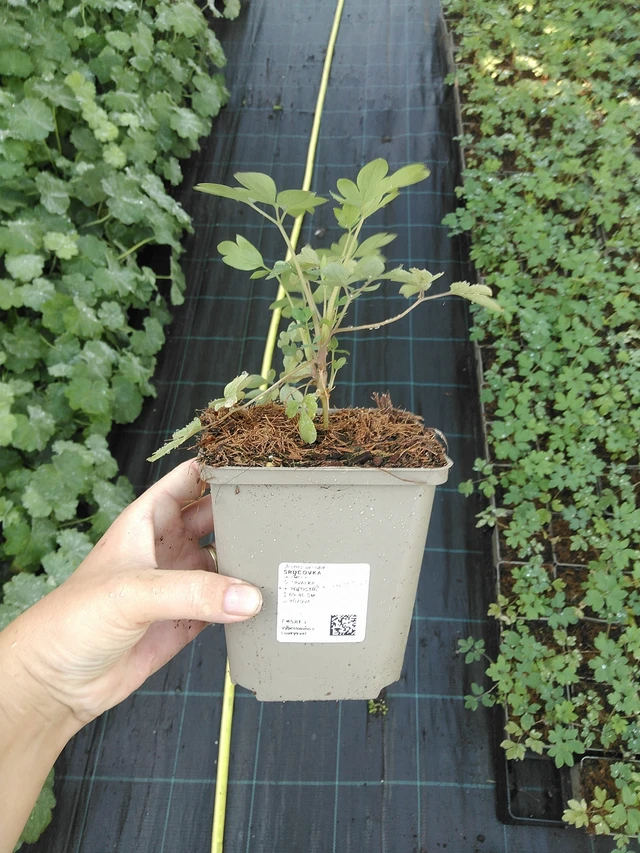 Pikkusydän - 19. 8. 2025