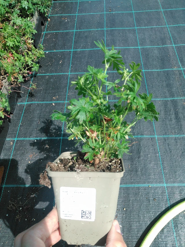 Verikurjenpolvi - 24. 6. 2025