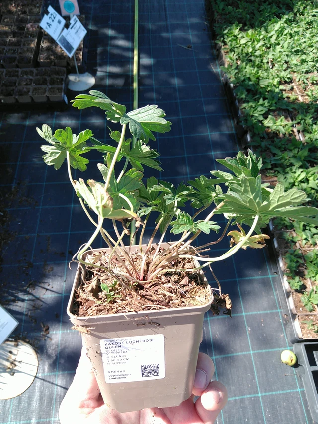 Kurjenpolvi Rose Queen - 19. 8. 2025