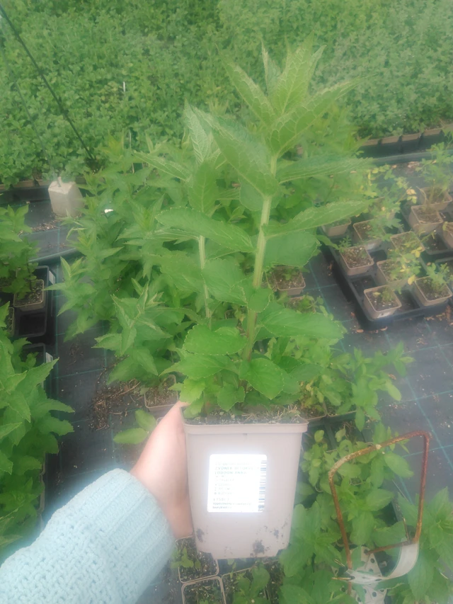 Kellokukka Loddon Anna - 2024