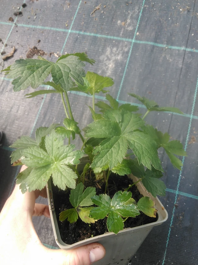 Masterwort Shaggy - 17. 7. 2025