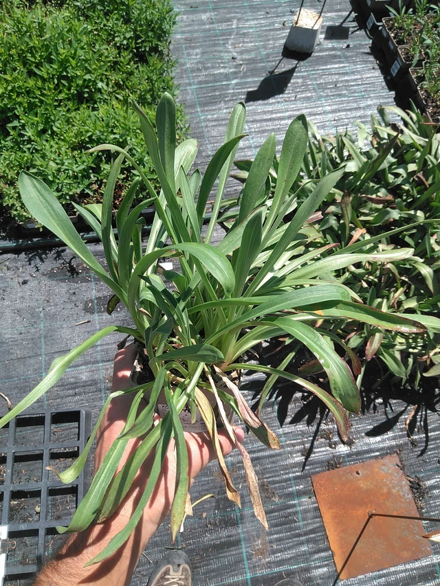 Helenium hoopesii - 24. 6. 2025