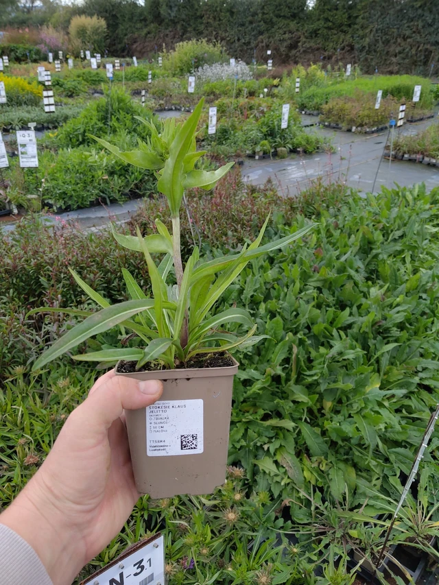 Stoke's Aster Klaus Jelitto - 9. 10. 2025