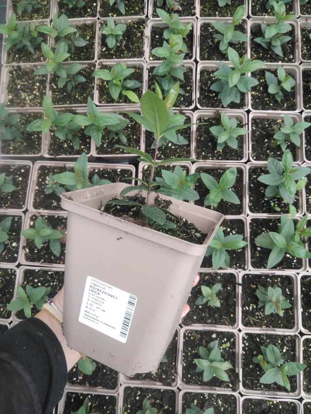 Kuunlilja Erica - 2024