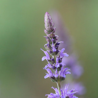 Šalvěj hajní Blauhügel, Loukykvět