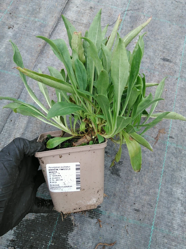 Flor de dragón Twizzle White - 10. 9. 2025