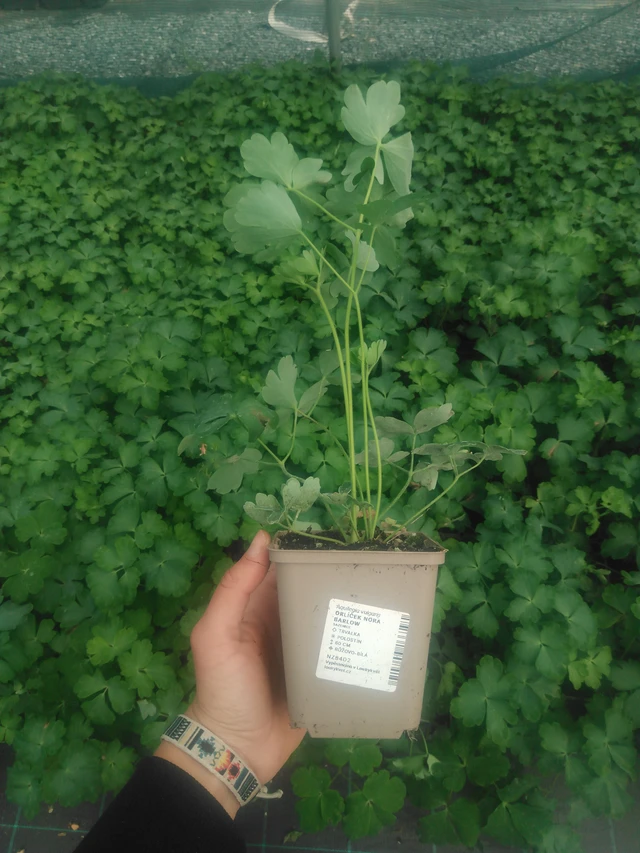 Akvileija Nora Barlow - 2024