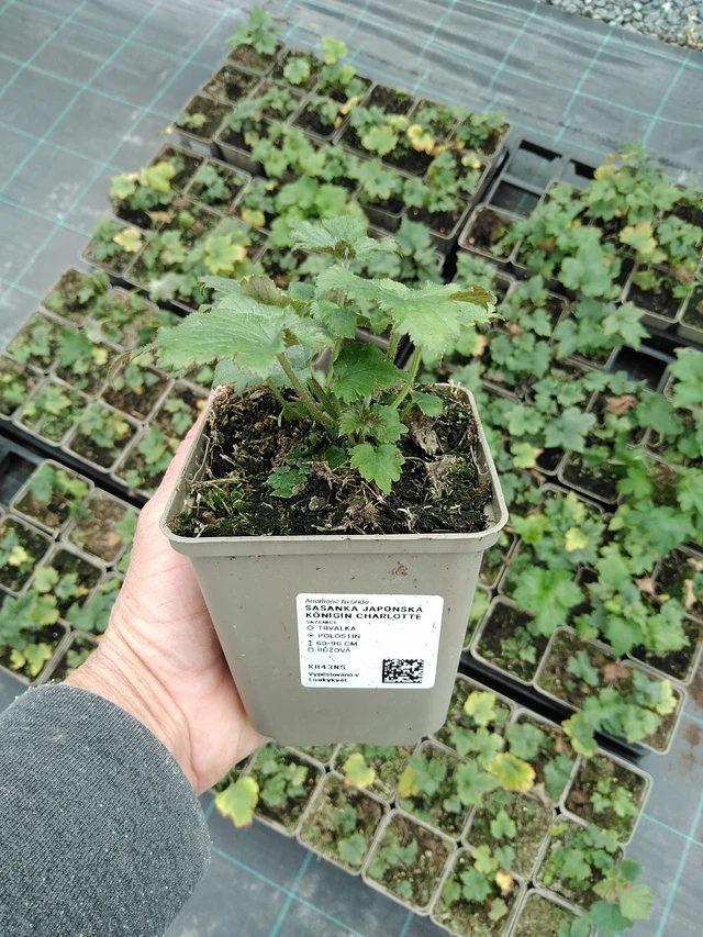 Anémona japonesa Königin Charlotte - 9. 6. 2025