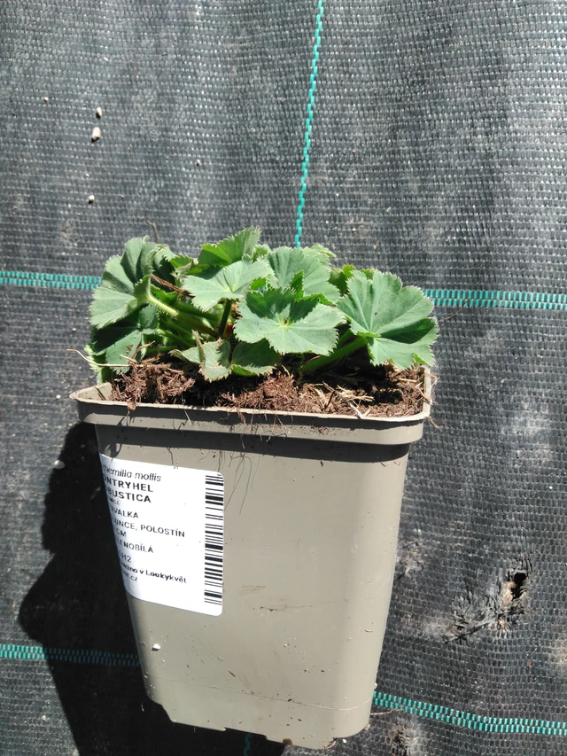 Lady's Mantle Robustica - 3. 4. 2025