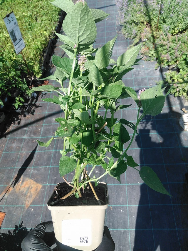 Agastache - 19. 8. 2025