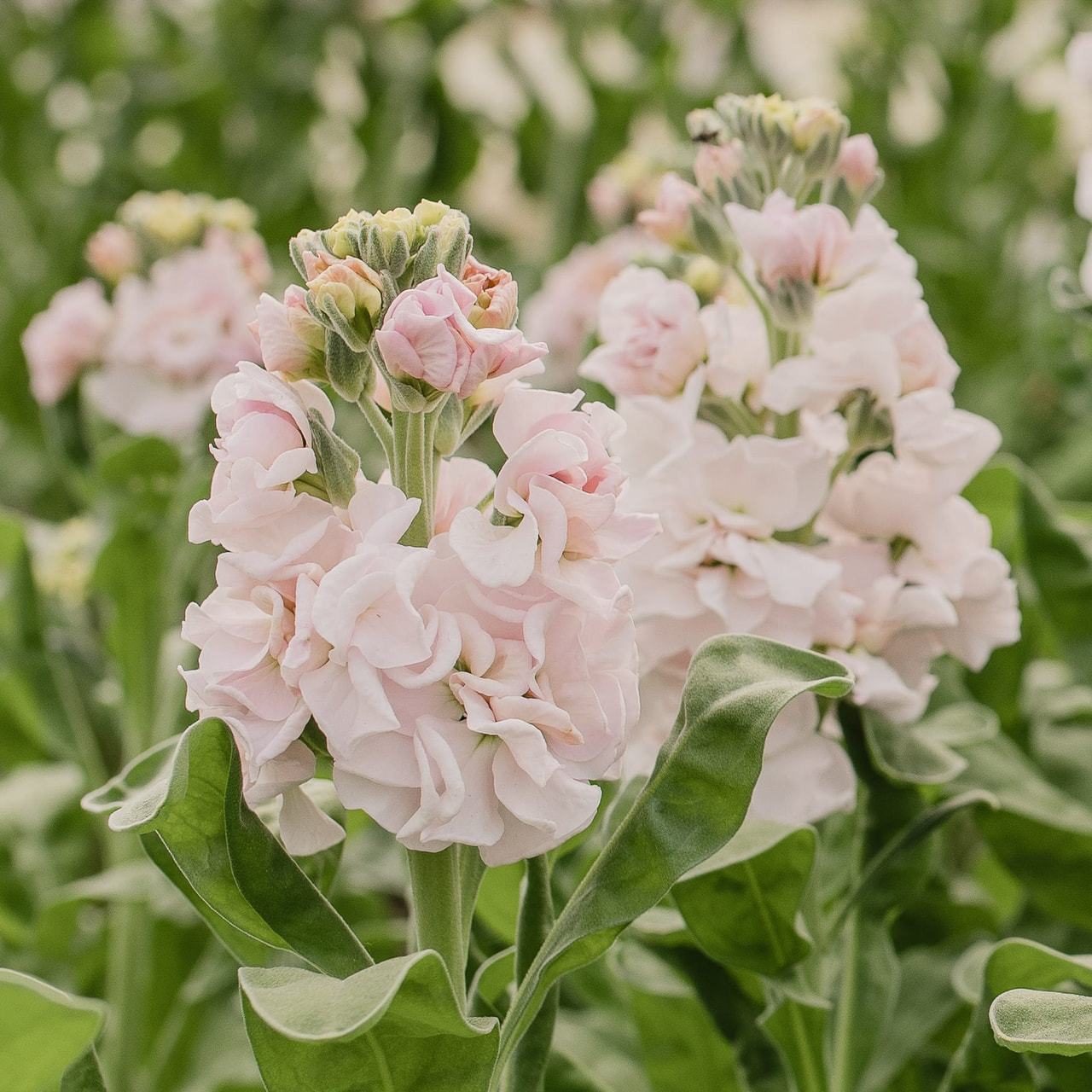 Fiala StoX Silver, Loukykvět