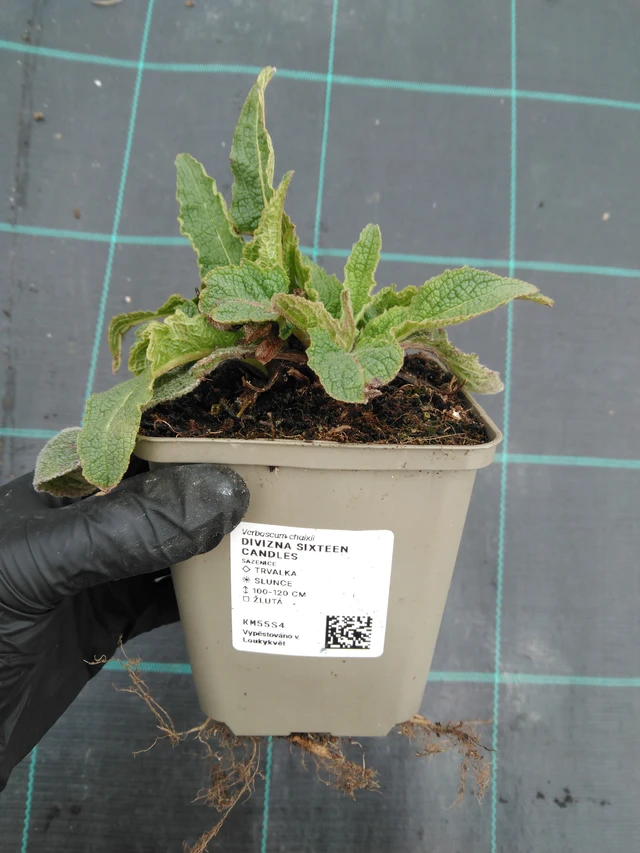 Dziewanna Sixteen Candles - 1. 4. 2026