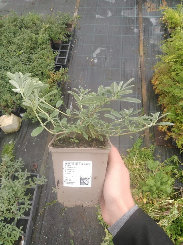 Aurinkoruusu The Bride - 10. 10. 2025