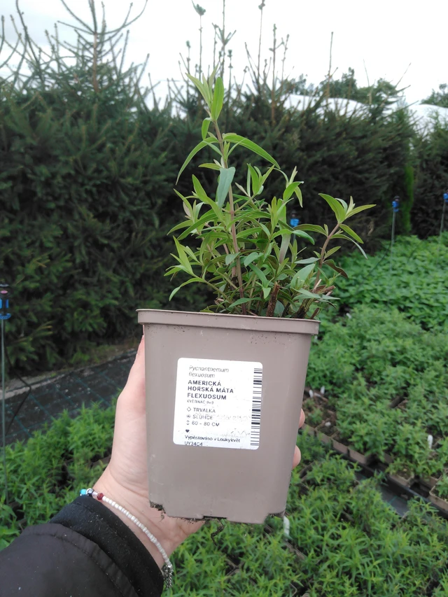 Amerikkalainen vuoriminttu Flexuosum - 2024