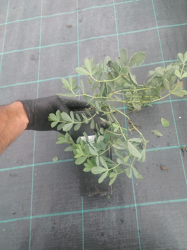 Baptisie Minor - 10. 9. 2025