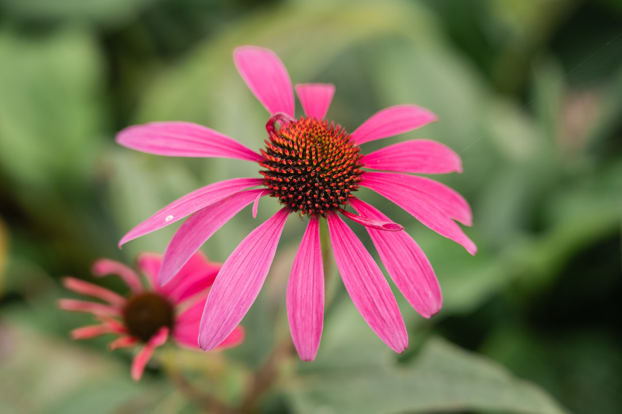 Echinacea Rubinstern, Loukykvět