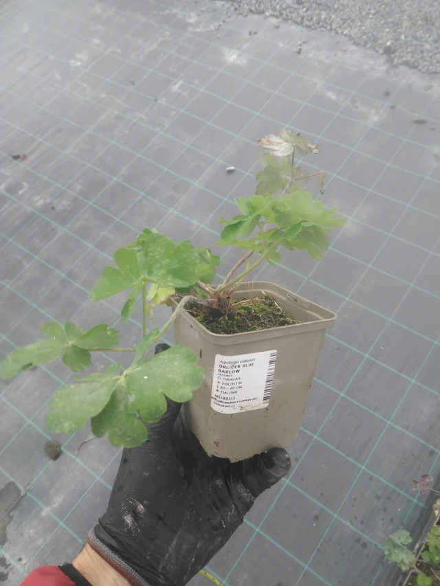 Columbine Blue Barlow - 23. 10. 2025