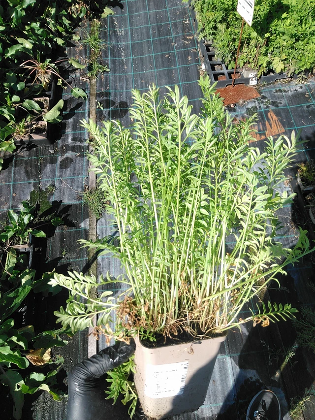 Astrantia Filigree Skies - 19. 8. 2025