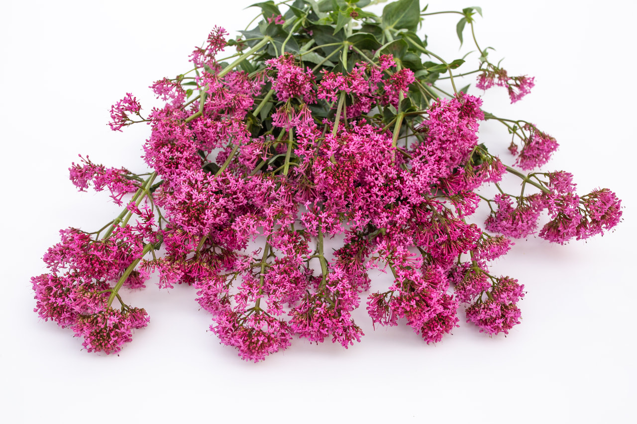 Mavuň Rosato Rose Pink, Loukykvět