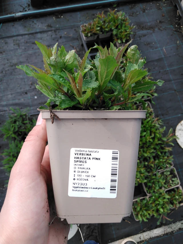 Verbena arrow-leaved Pink Spires - 2024