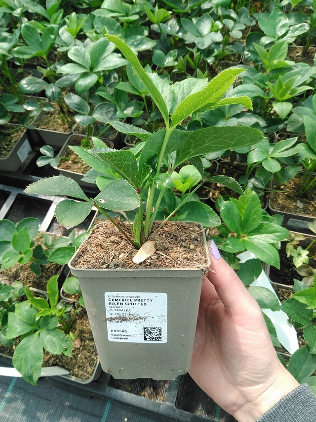 Eléboro Pretty Ellen Spotted - 9. 6. 2025