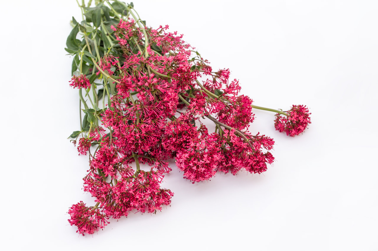 Mavuň Pretty Betsy Red, Loukykvět