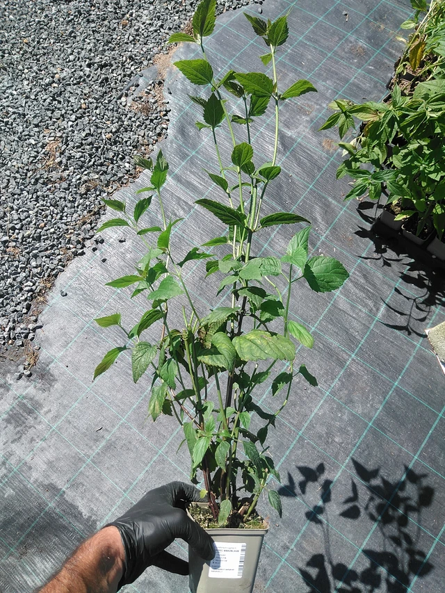 Sadec Braunlaub - 19. 8. 2025