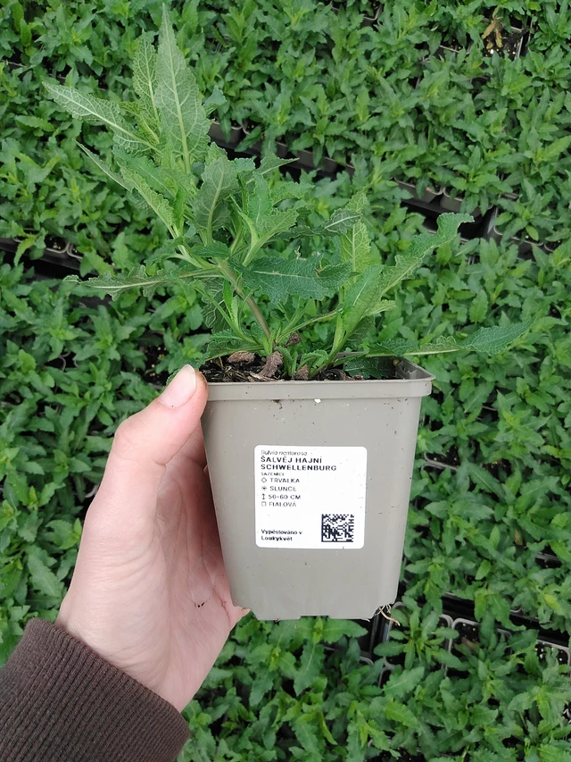 Šalvěj hajní Schwellenburg - 9. 6. 2025