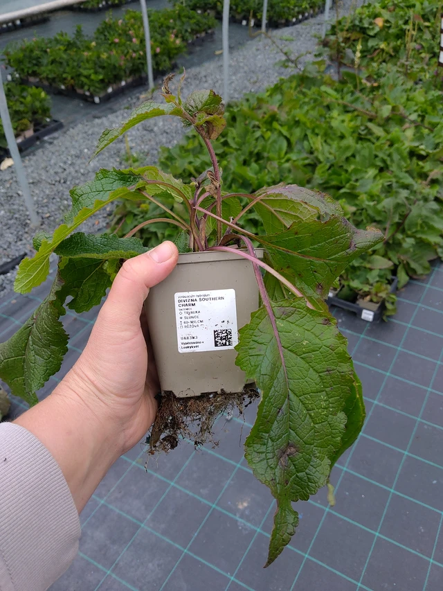 Verbasco Southern Charm - 10. 10. 2025