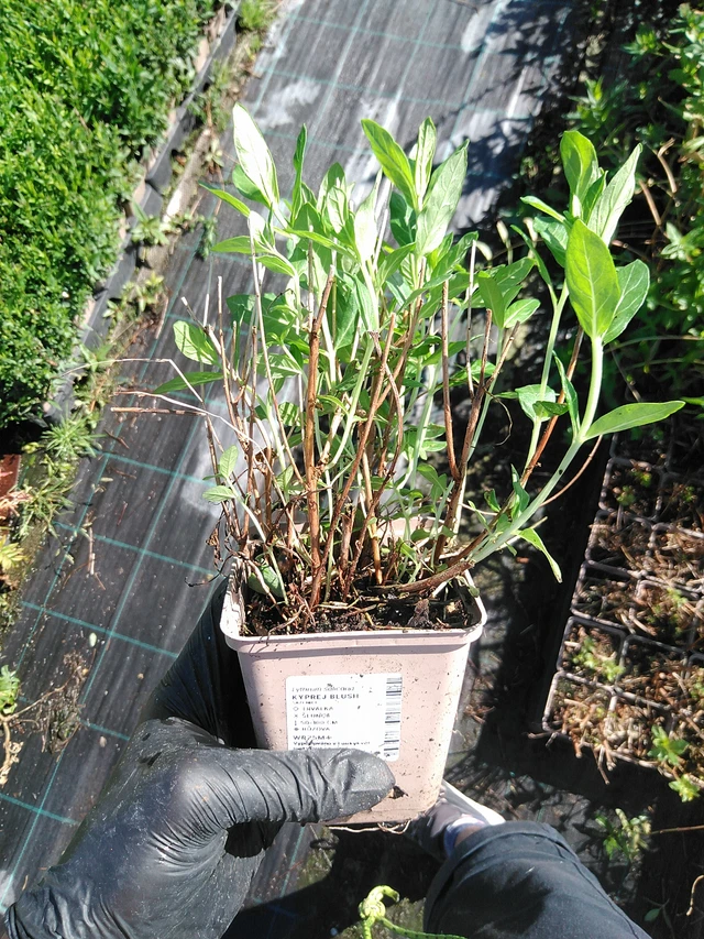 Rantakukka Blush - 19. 8. 2025