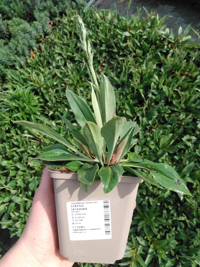 Statice tatarská - 2024