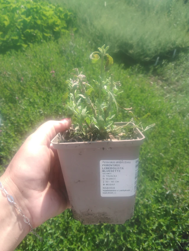 Pensaskanukka Bluesette - 2024