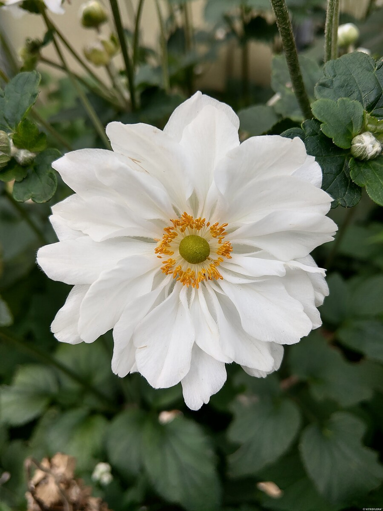 Sasanka japonská Whirlwind, Loukykvět