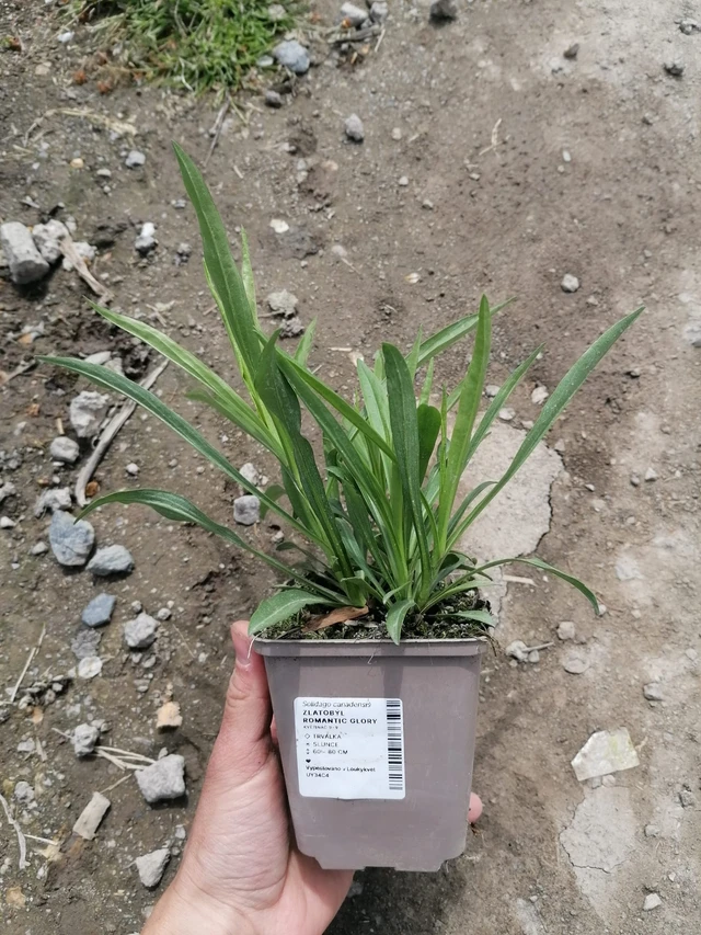 Vara de oro Romantic Glory - 2024