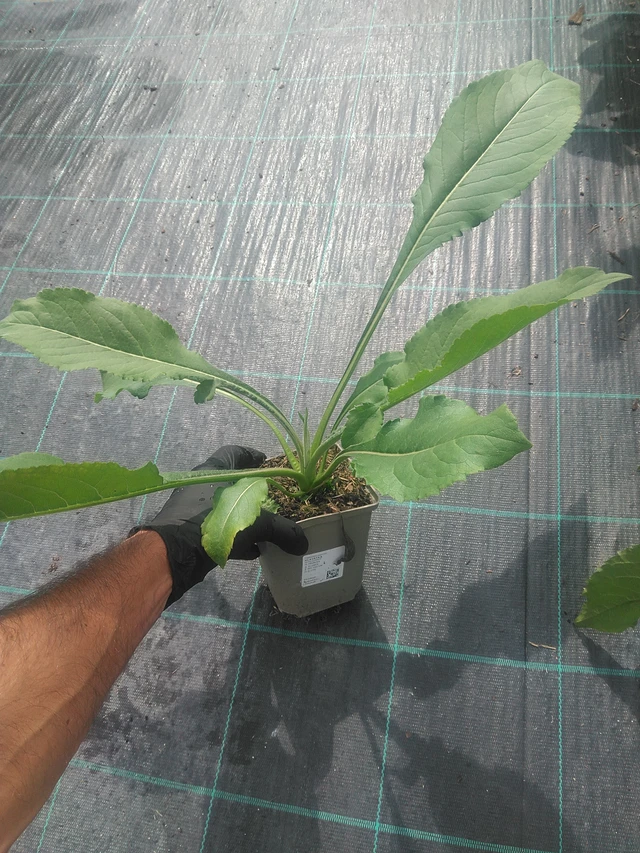 Cefalaria - 10. 9. 2025