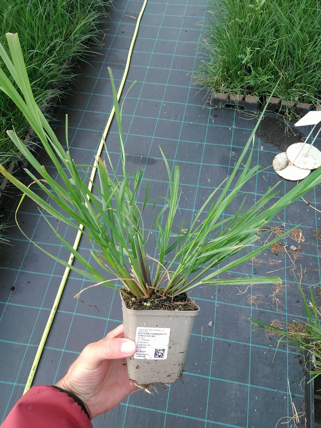 Dochan psárkovitý viridescens - 28. 7. 2025