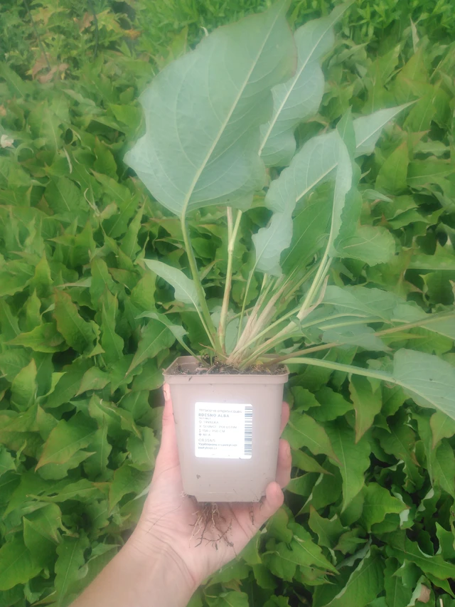 Persicaria Alba - 2024