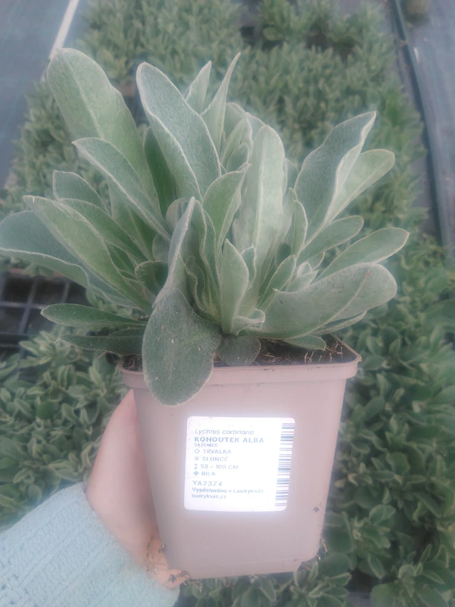 Hahnenfuß Alba - 2024