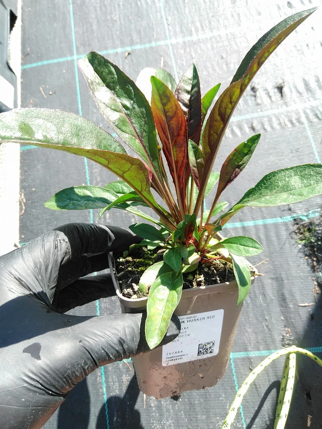 Penstemon Husker Red - 19. 8. 2025