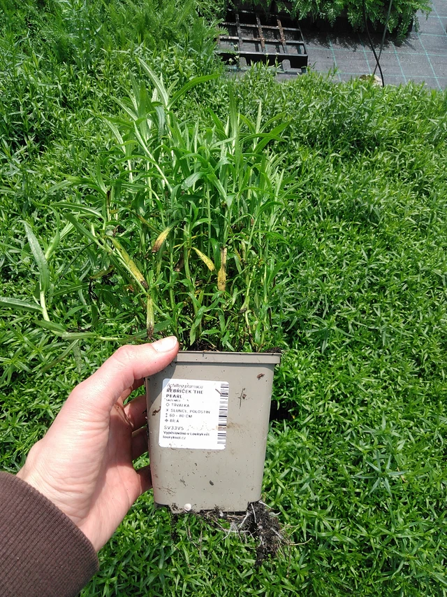 Milenrama The Pearl - 9. 6. 2025