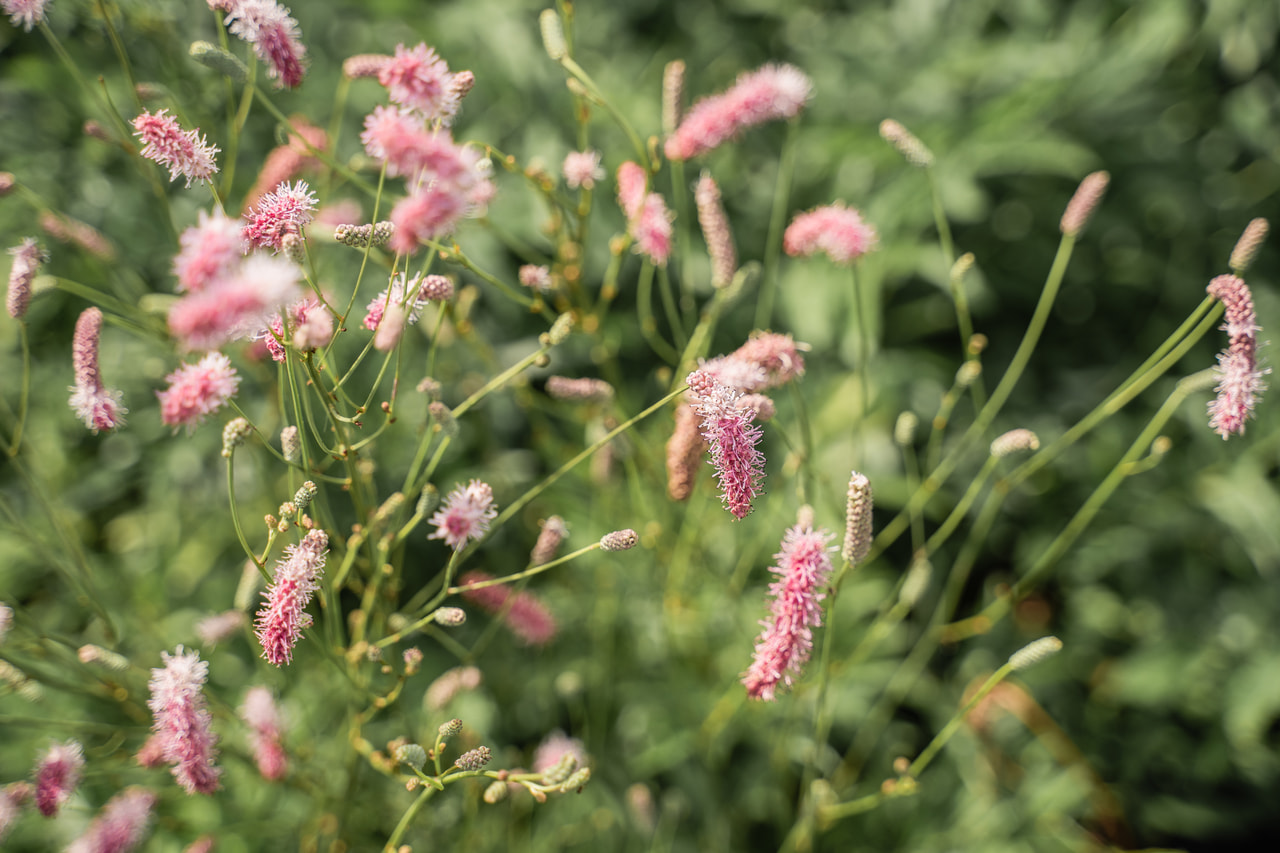 Vérfű Purple Tails, Loukykvět