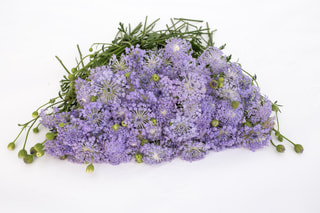 Didiscus Lavender Blue, Loukykvět