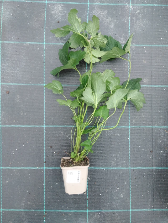 Sasanka japonská Serenade - 2024